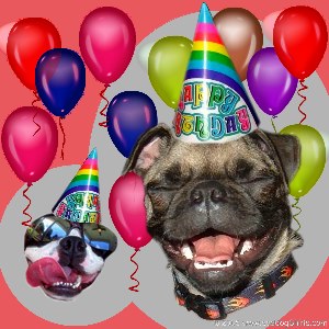 ../Images/birthday dogs 3.jpg